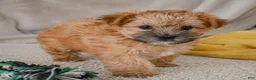 Morkie dogs for sale: Mark - Ad 1