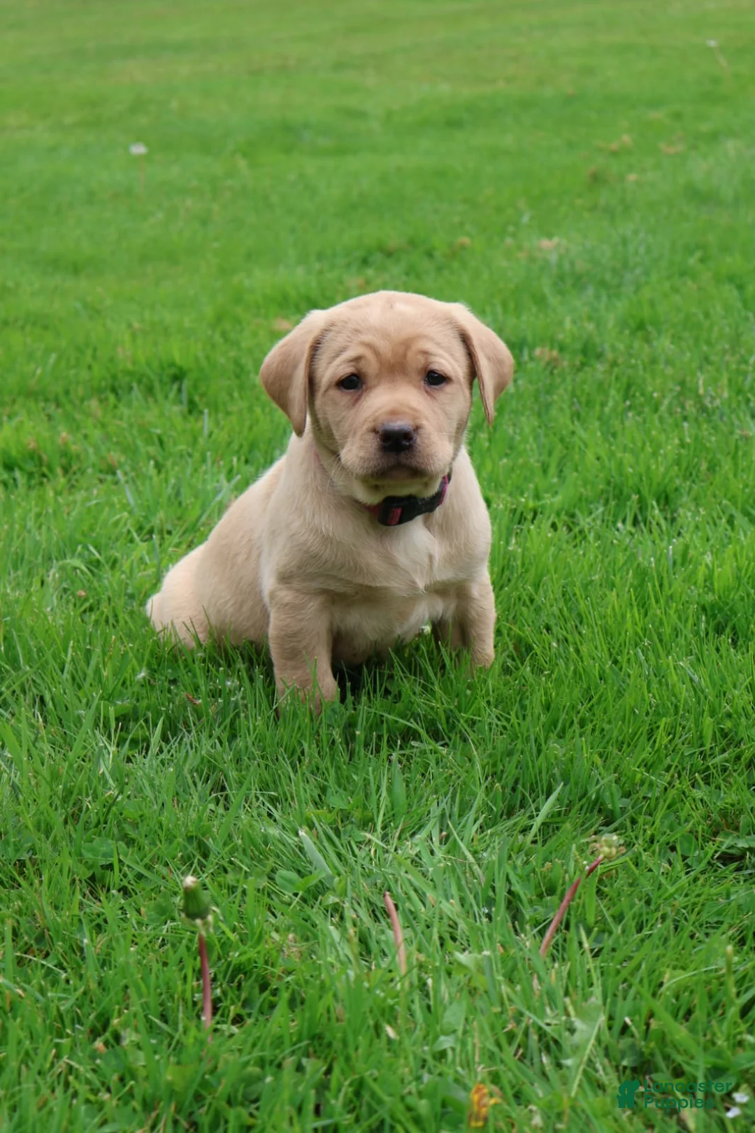 Labrador Retriever dogs for sale: Ivy - Ad 1