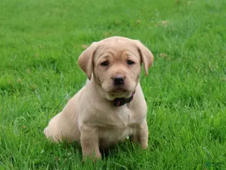 Labrador Retriever dogs for sale: Ivy - Ad 4