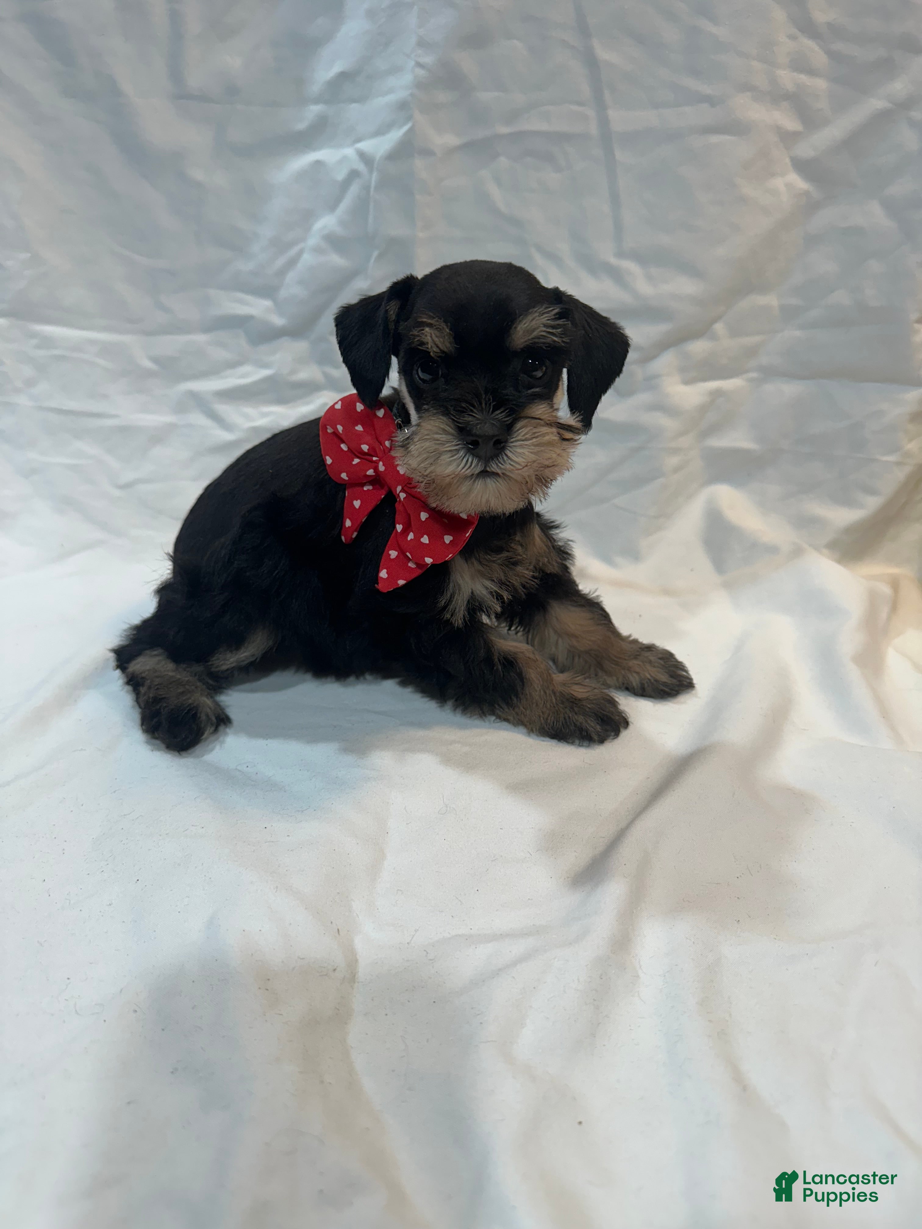 Miniature Schnauzer dogs Ellie - Ad 2