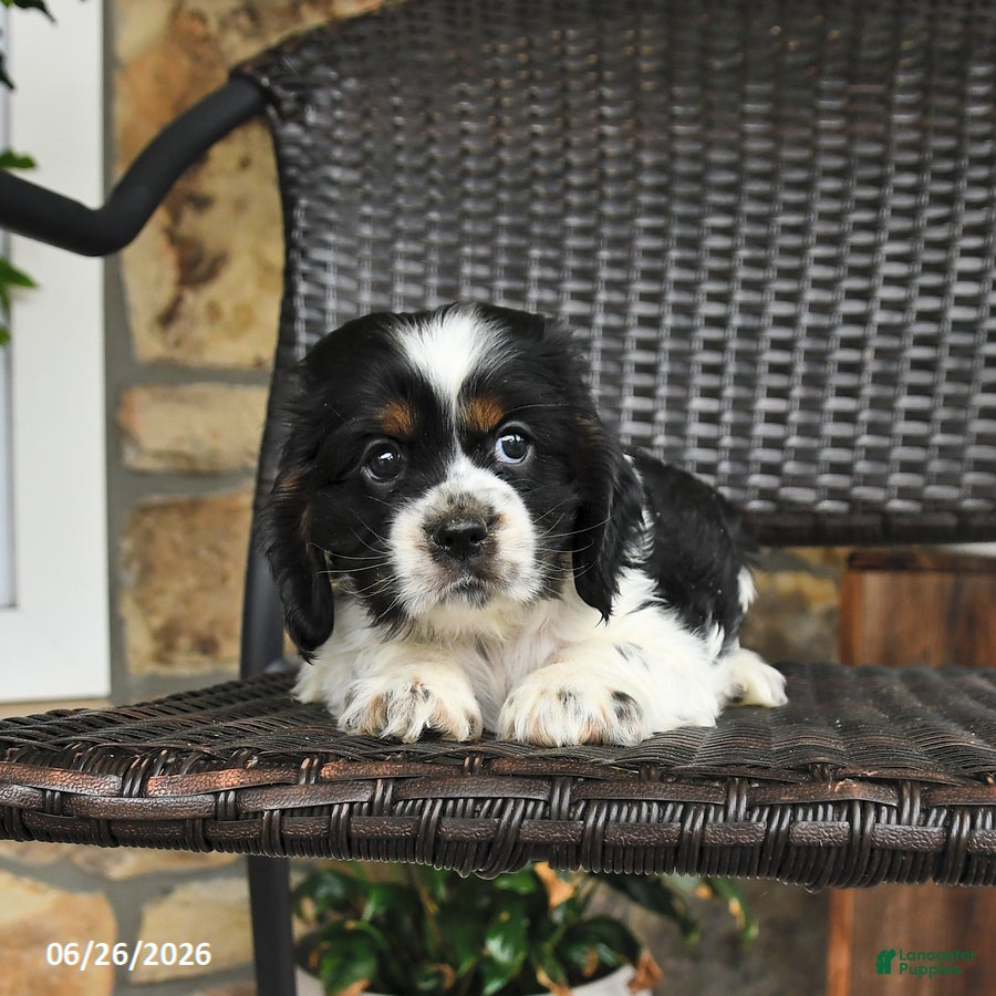 English Cocker Spaniel dogs Tessa - Ad 2