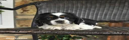 English Cocker Spaniel dogs for sale: Tessa - Ad 2