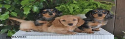 Miniature Dachshund dogs for sale: Sophia - Ad 5