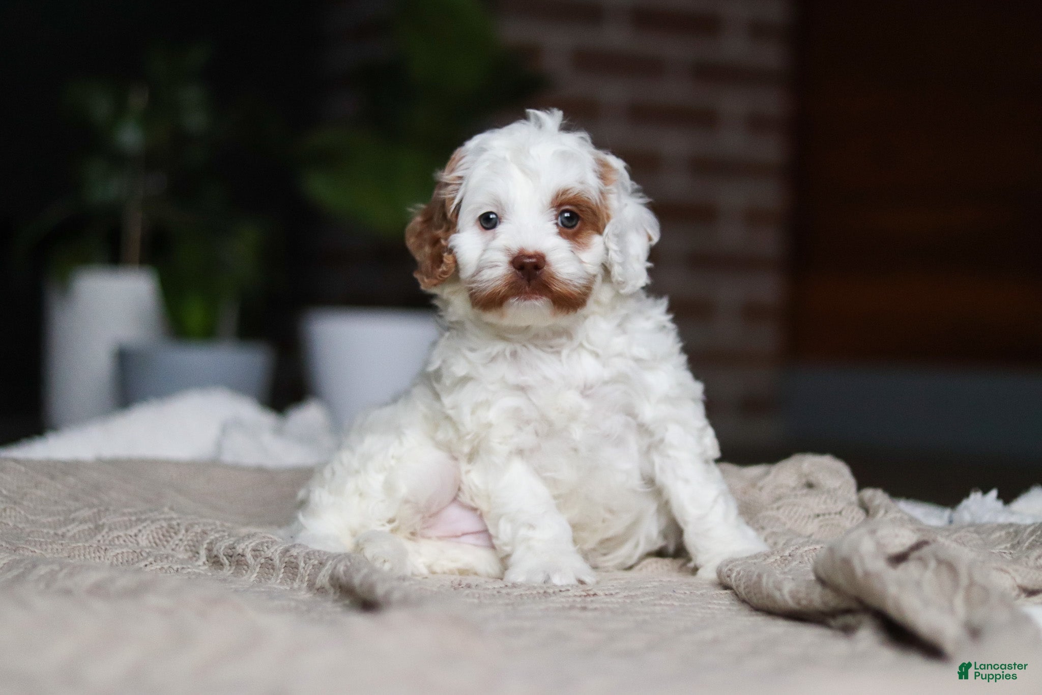 Cockapoo dogs Juniper - Ad 1