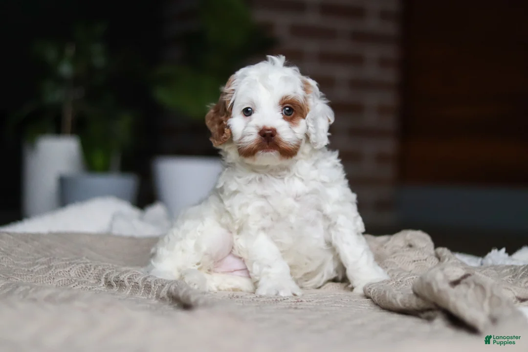 Cockapoo dogs for sale: Juniper - Ad 1