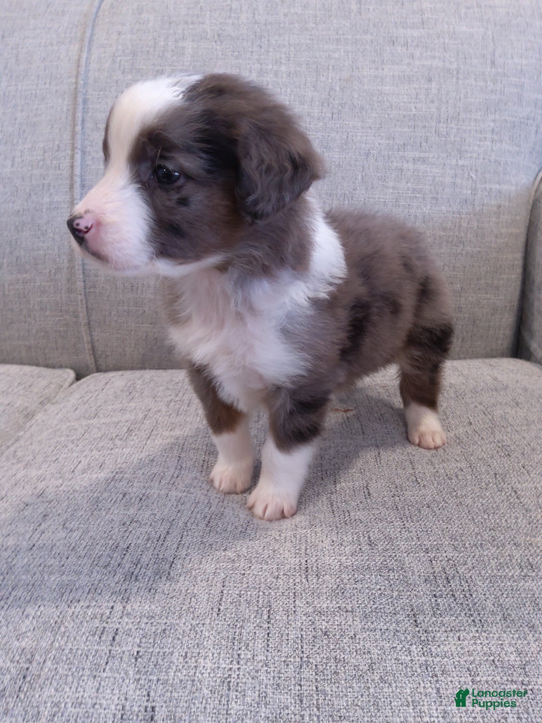 Aussiedoodle dogs for sale: Hudson  - Ad 2