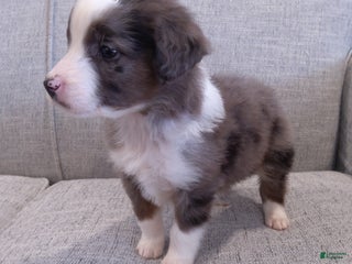 Aussiedoodle dogs Hudson - Ad 29