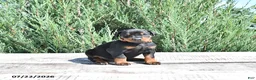 Doberman Pinscher dogs for sale: Athena - Ad 1
