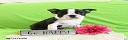 Boston Terrier dogs for sale: Ace - Ad 1