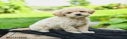 Bichpoo dogs for sale: Heather - Ad 4
