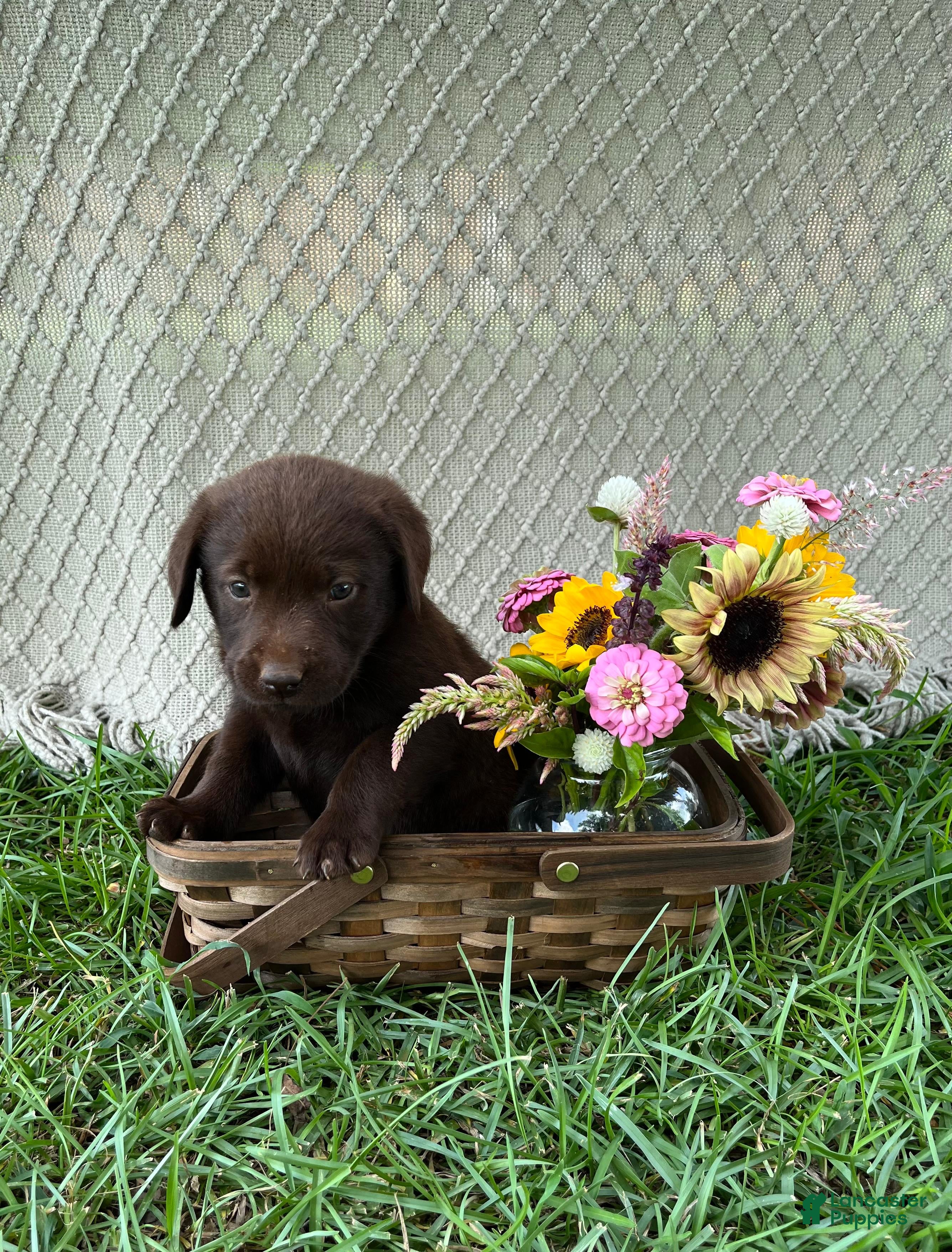 Labrador Retriever dogs Labrador Retriever 6 - Ad 30