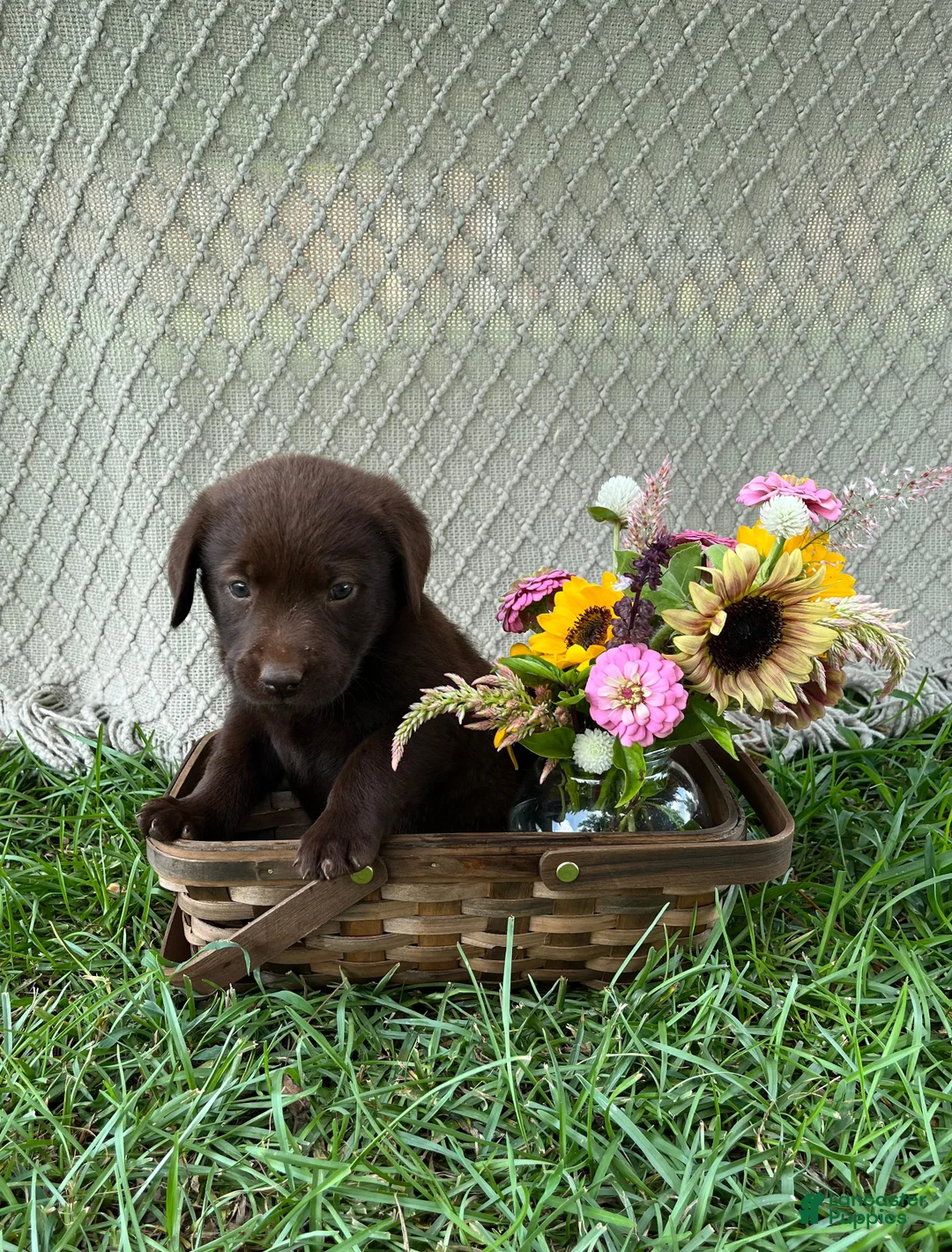 Labrador Retriever dogs for sale: Labrador Retriever 6 - Ad 1