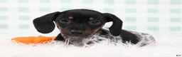 Miniature Dachshund dogs for sale: Sylvie 🍓 - Ad 3