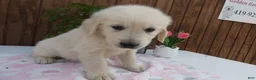 Golden Retriever dogs for sale: Golden Retriever 1 Andy - Ad 3