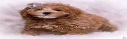 Maltipoo dogs for sale: Teeko - Ad 5