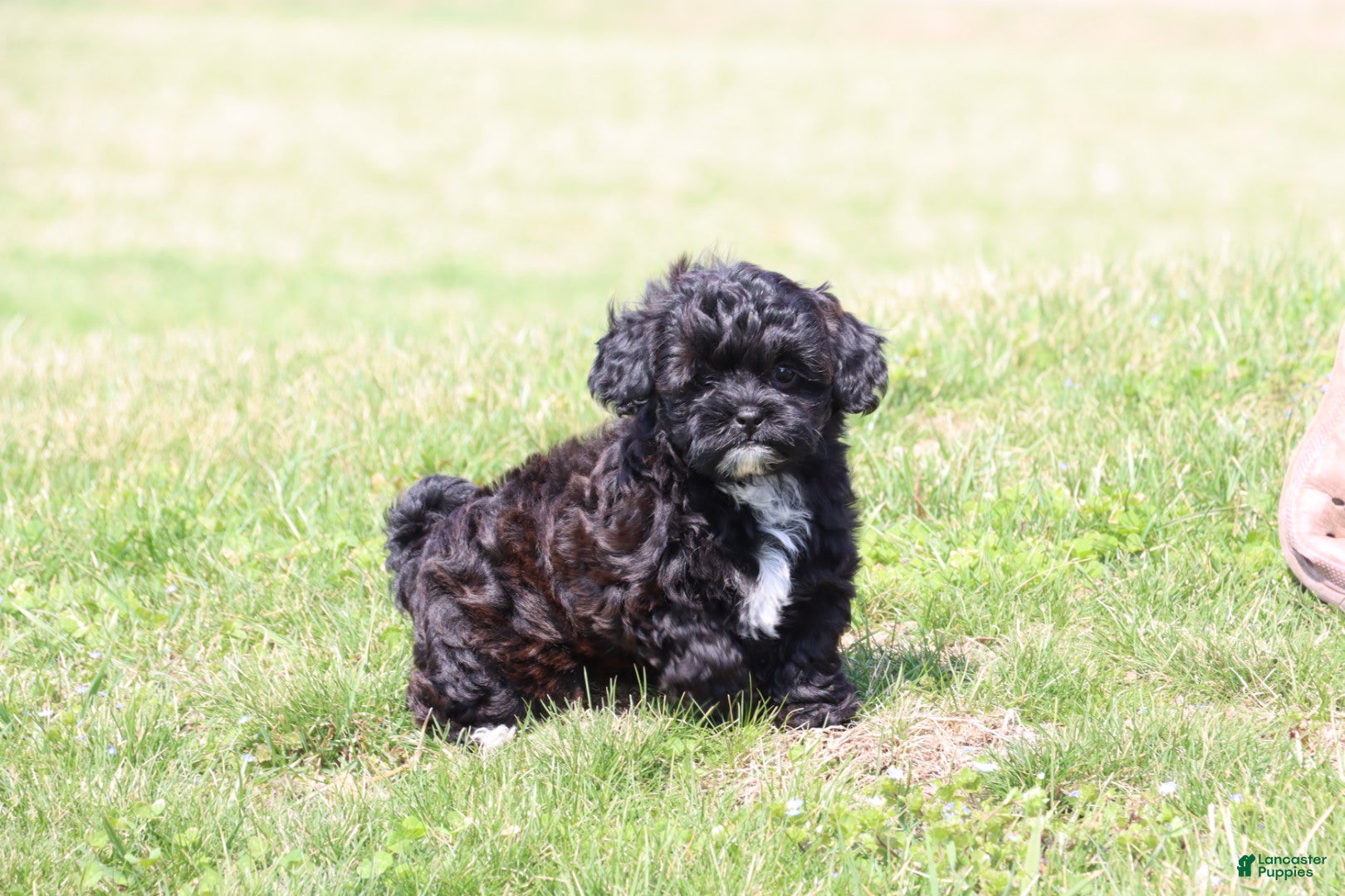 Shihpoo dogs Carry - Ad 41