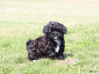 Shihpoo dogs Carry - Ad 41
