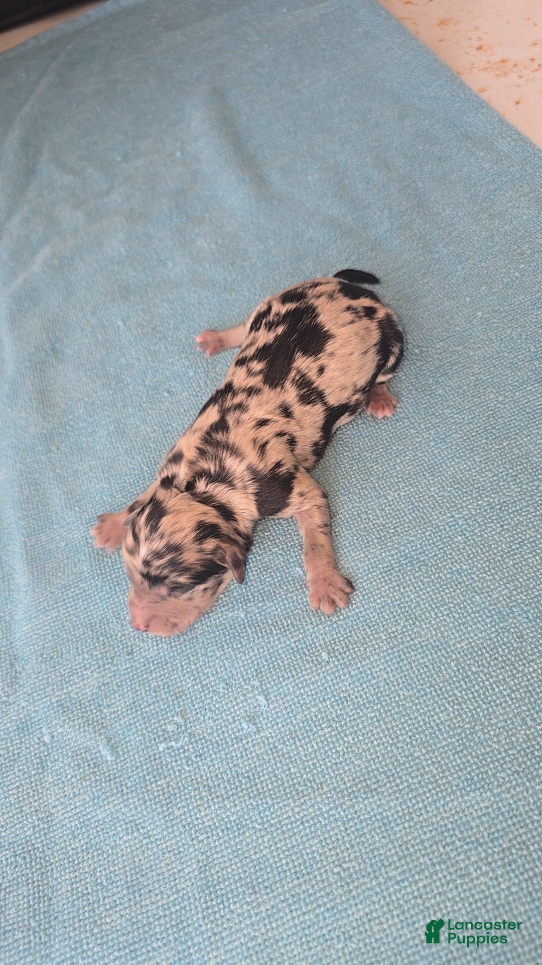 Mixed Breed dogs for sale: Merle - Ad 5