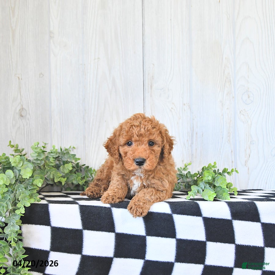 Mini Goldendoodle dogs Miles - Ad 1