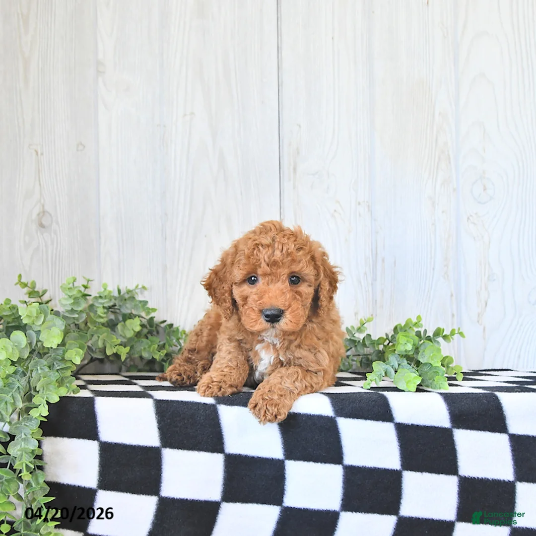 Mini Goldendoodle dogs for sale: Miles - Ad 1
