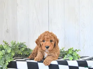 Mini Goldendoodle dogs for sale: Miles - Ad 3