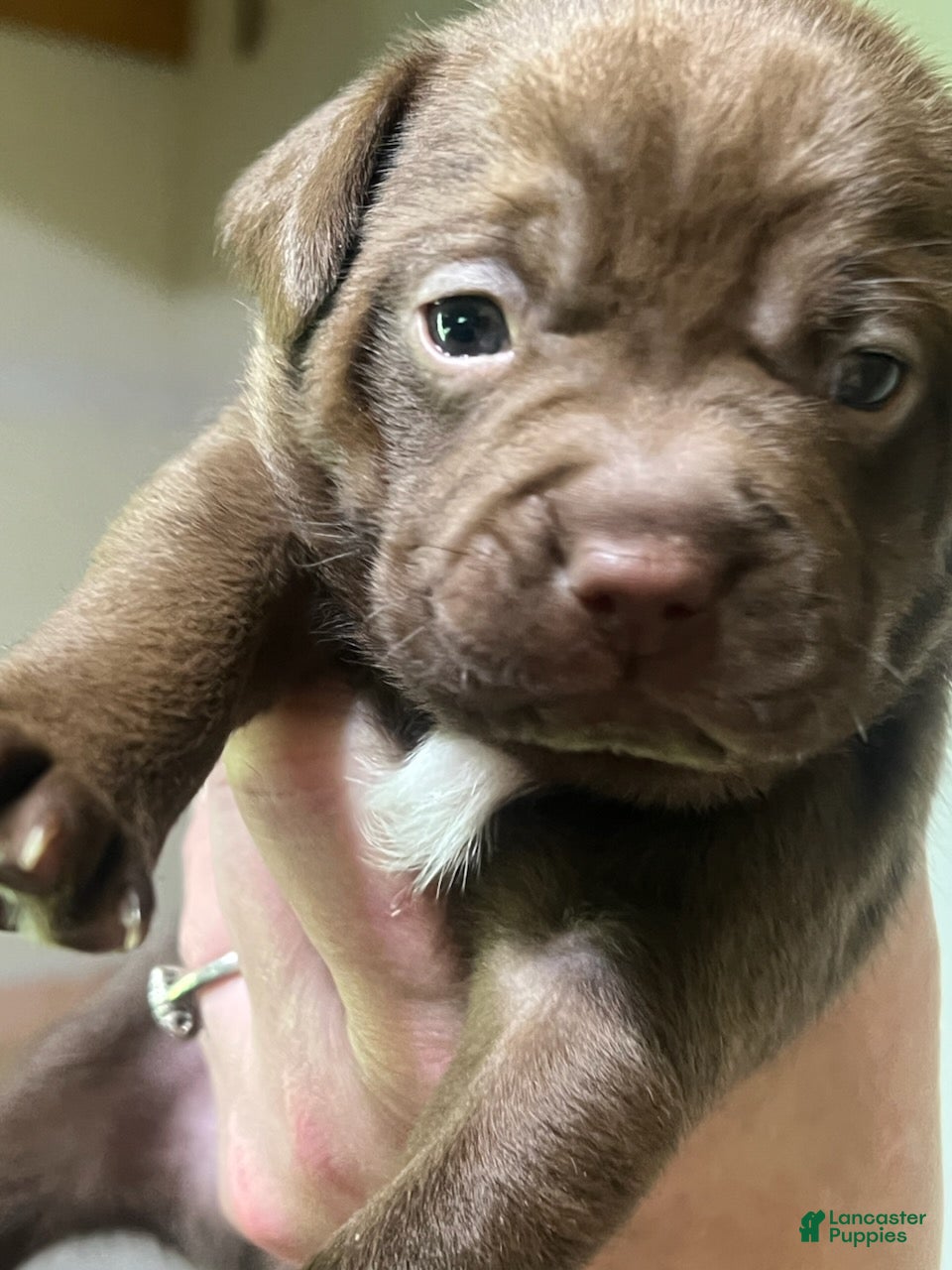 Mixed Breed dogs Girl 3 - Ad 16