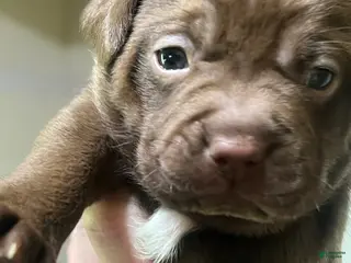 Mixed Breed dogs Girl 3 - Ad 16
