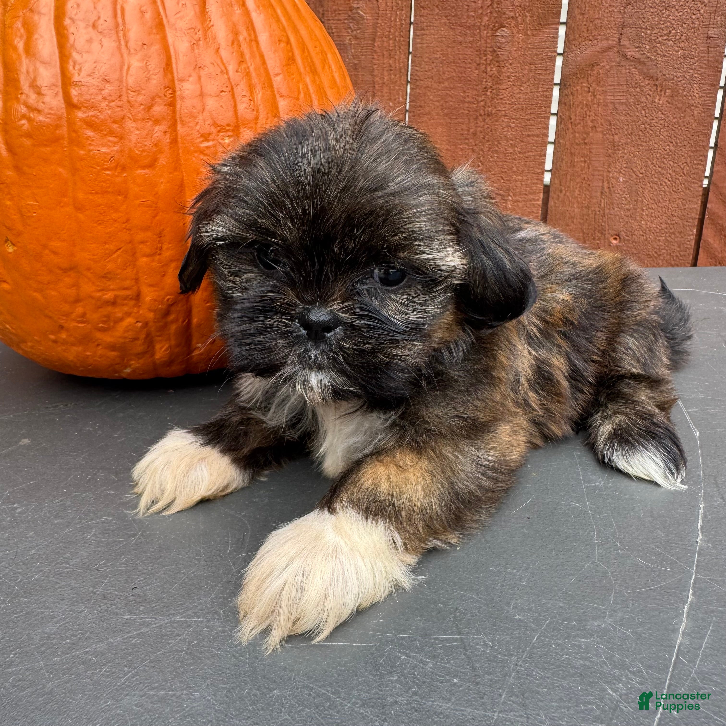Shih Tzu dogs Sprinkles - Ad 2