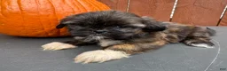 Shih Tzu dogs for sale: Sprinkles - Ad 2