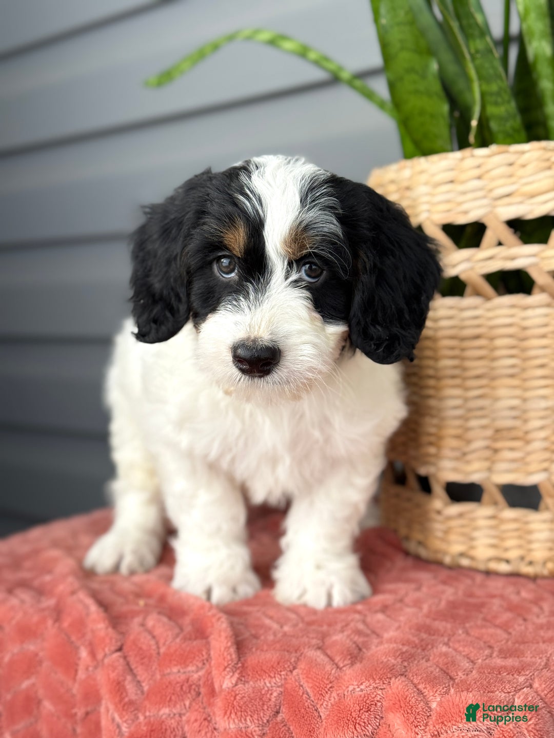 Mini Bernedoodle dogs for sale: Fern - Ad 4