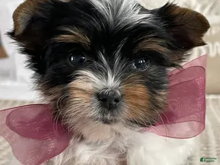 Biewer Terrier dogs Millie - Ad 10