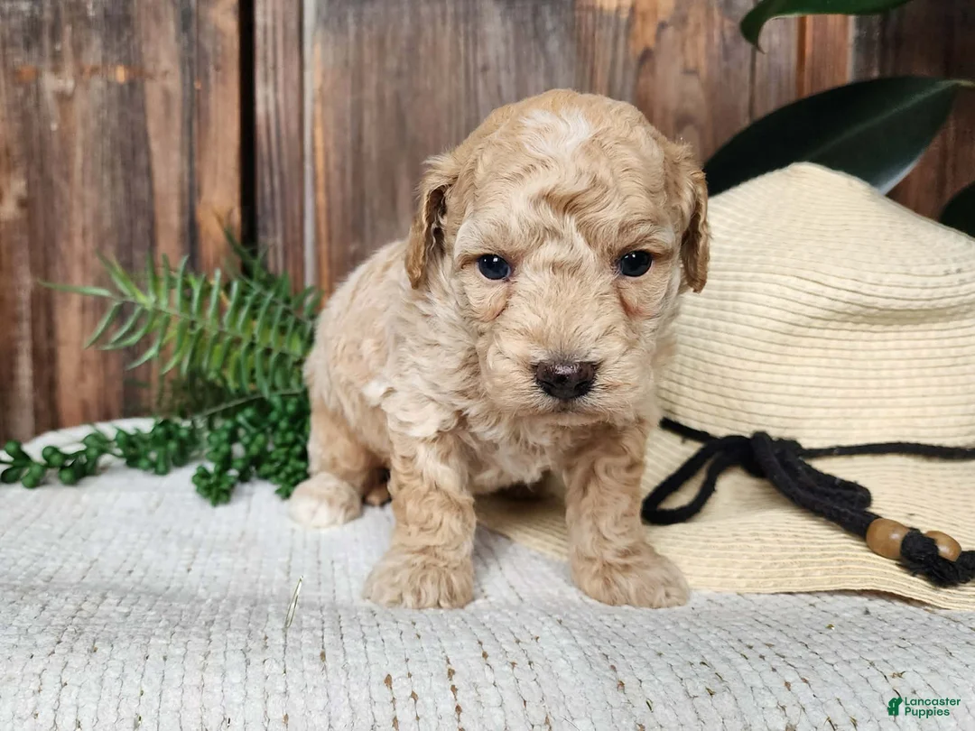 Mini Bernedoodle dogs for sale: Liam - Ad 1