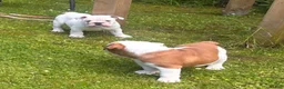 English Bulldog dogs for sale: English Bulldog 4 - Ad 1