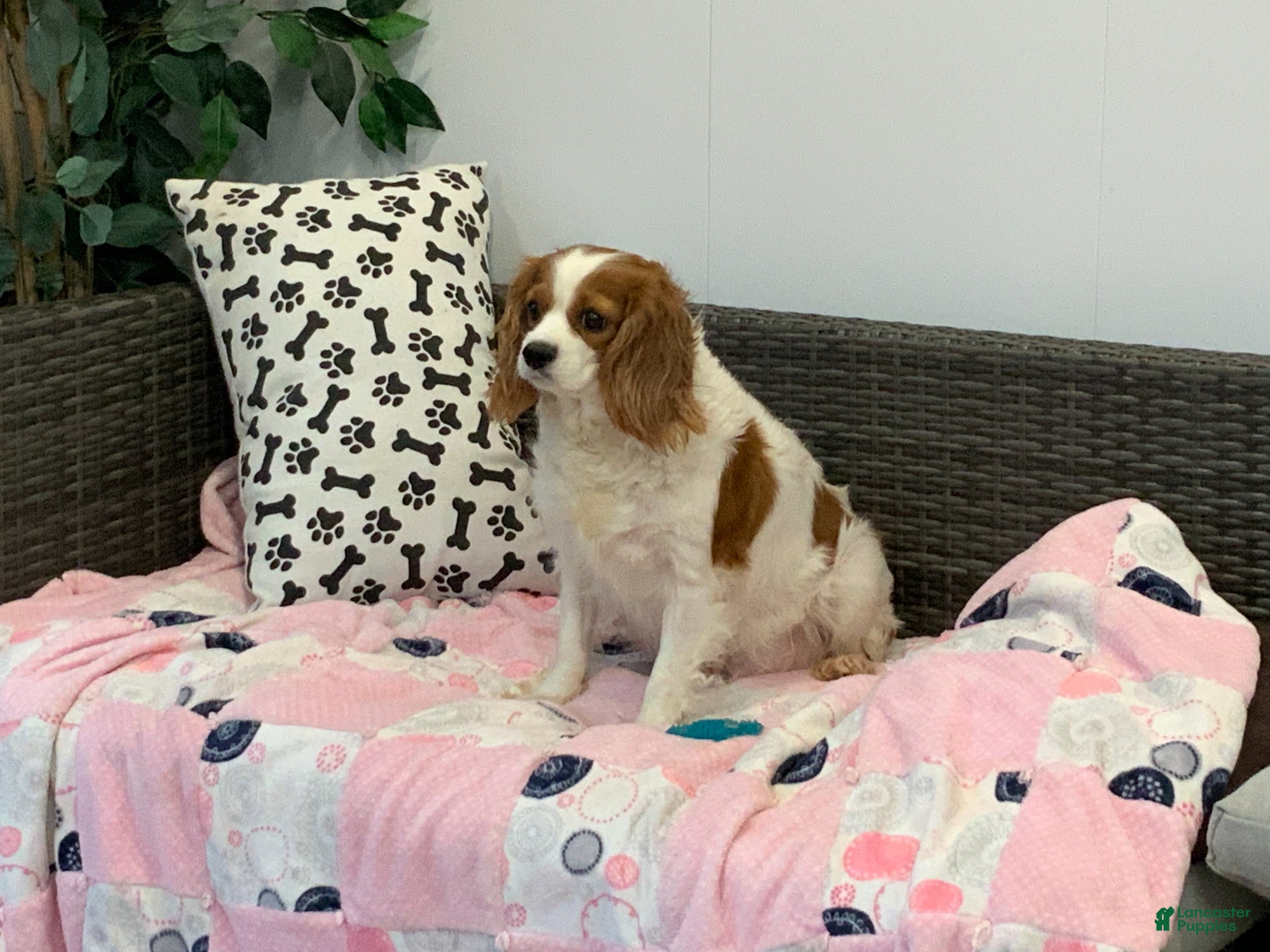 Cavapoo dogs Kallie - Ad 2