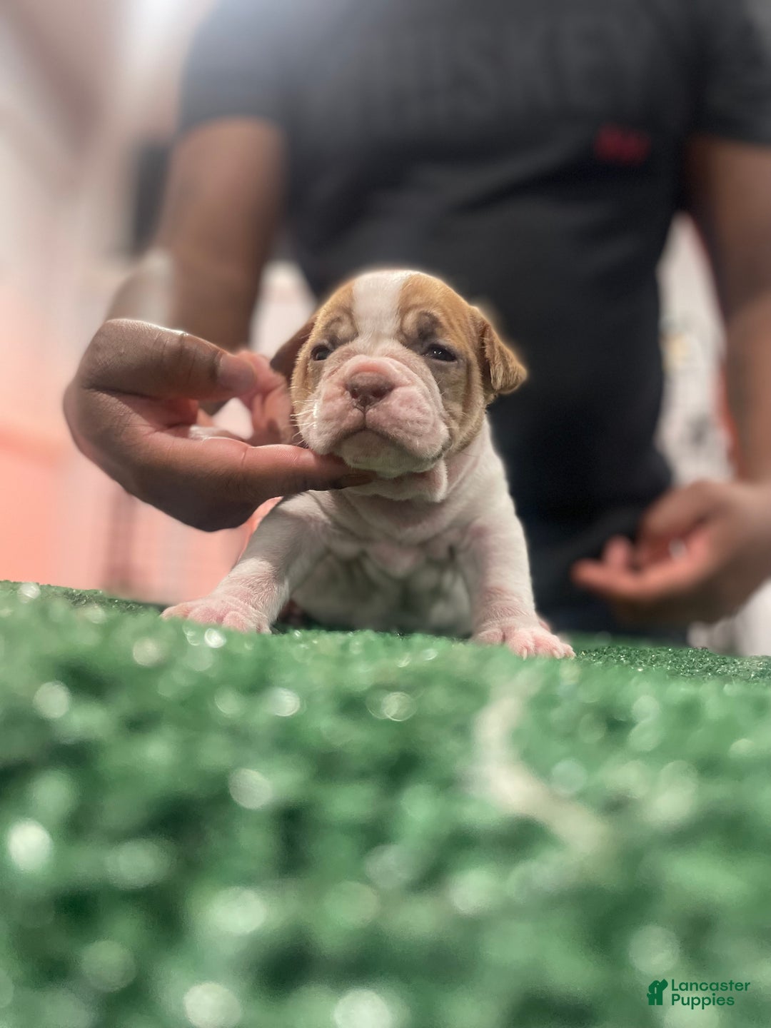 American Bully dogs for sale: American Bully Puppy 6 - Ad 7