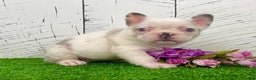French Bulldog dogs for sale: Kiki - Ad 3