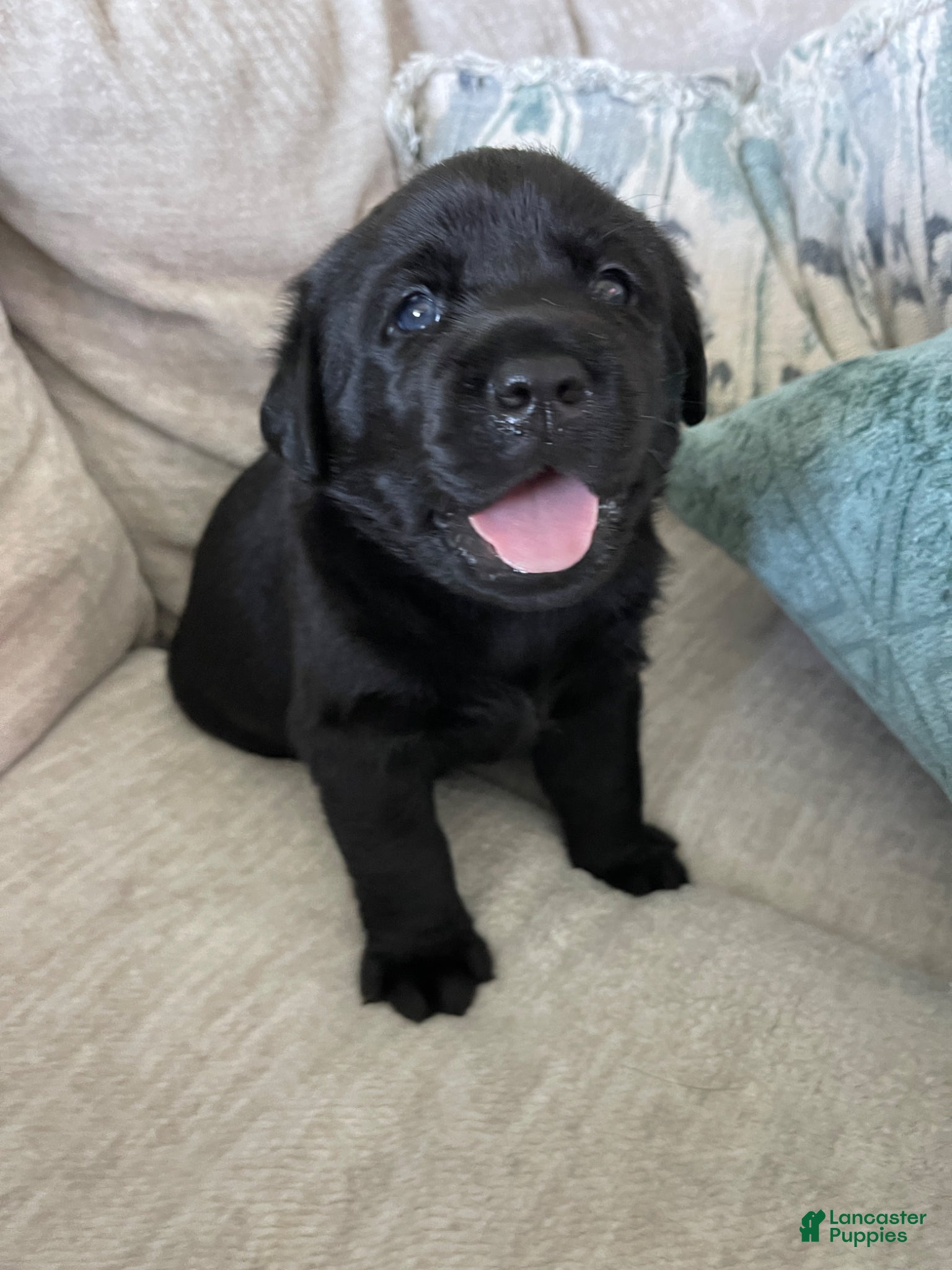 Labrador Retriever dogs for sale: Labrador Retriever Puppy - REX - Ad 6