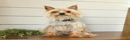 Yorkshire Terrier dogs for sale: Felix - Ad 6