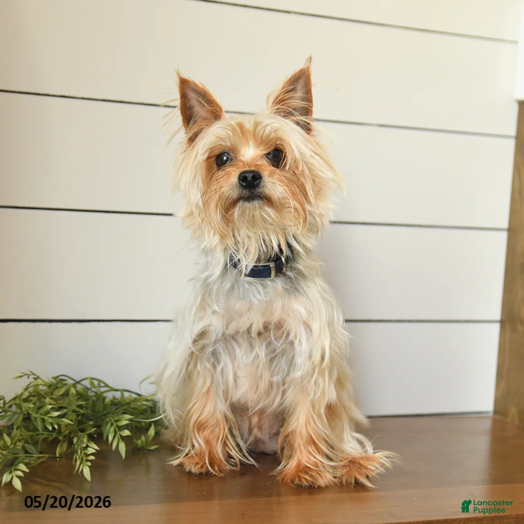 Yorkshire Terrier dogs for sale: Felix - Ad 6