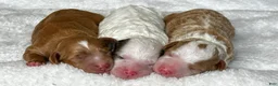 Mixed Breed dogs for sale: Parti Phantom Merle Micro Mini - Ad 7