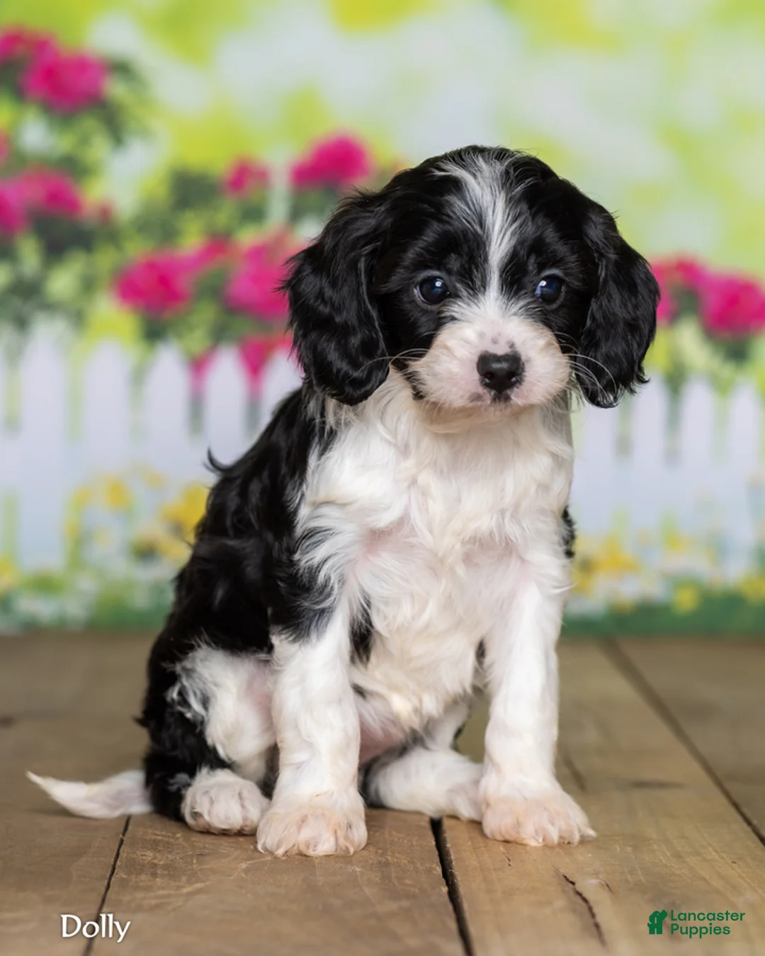 Cavapoo dogs for sale: Dolly - Ad 1