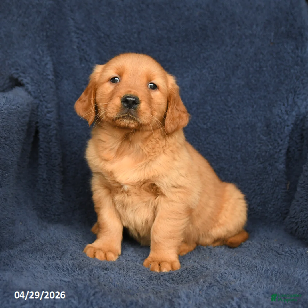 Golden Retriever dogs for sale: Maddy - Ad 2