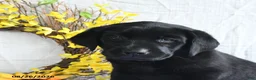Labrador Retriever dogs for sale: Koko - Ad 4
