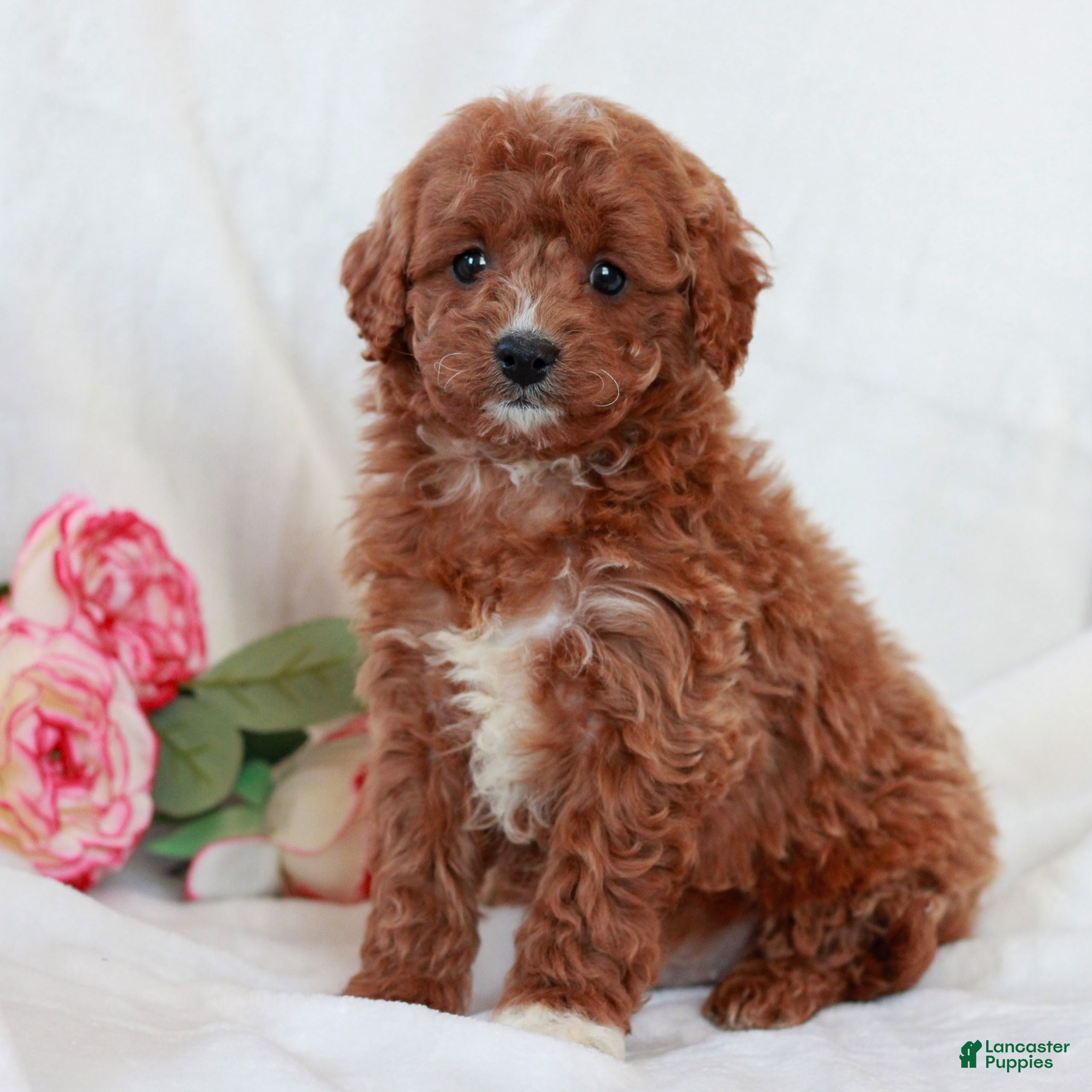 Cavapoo dogs for sale: Leo  - Ad 1