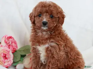 Cavapoo dogs for sale: Leo - Ad 1