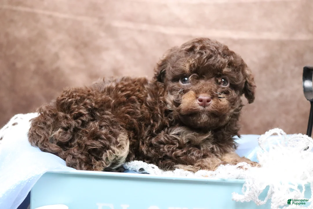 Cavapoo dogs for sale: Doughnut - Ad 1