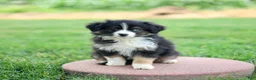 Miniature Australian Shepherd dogs for sale: Jonas - Ad 3