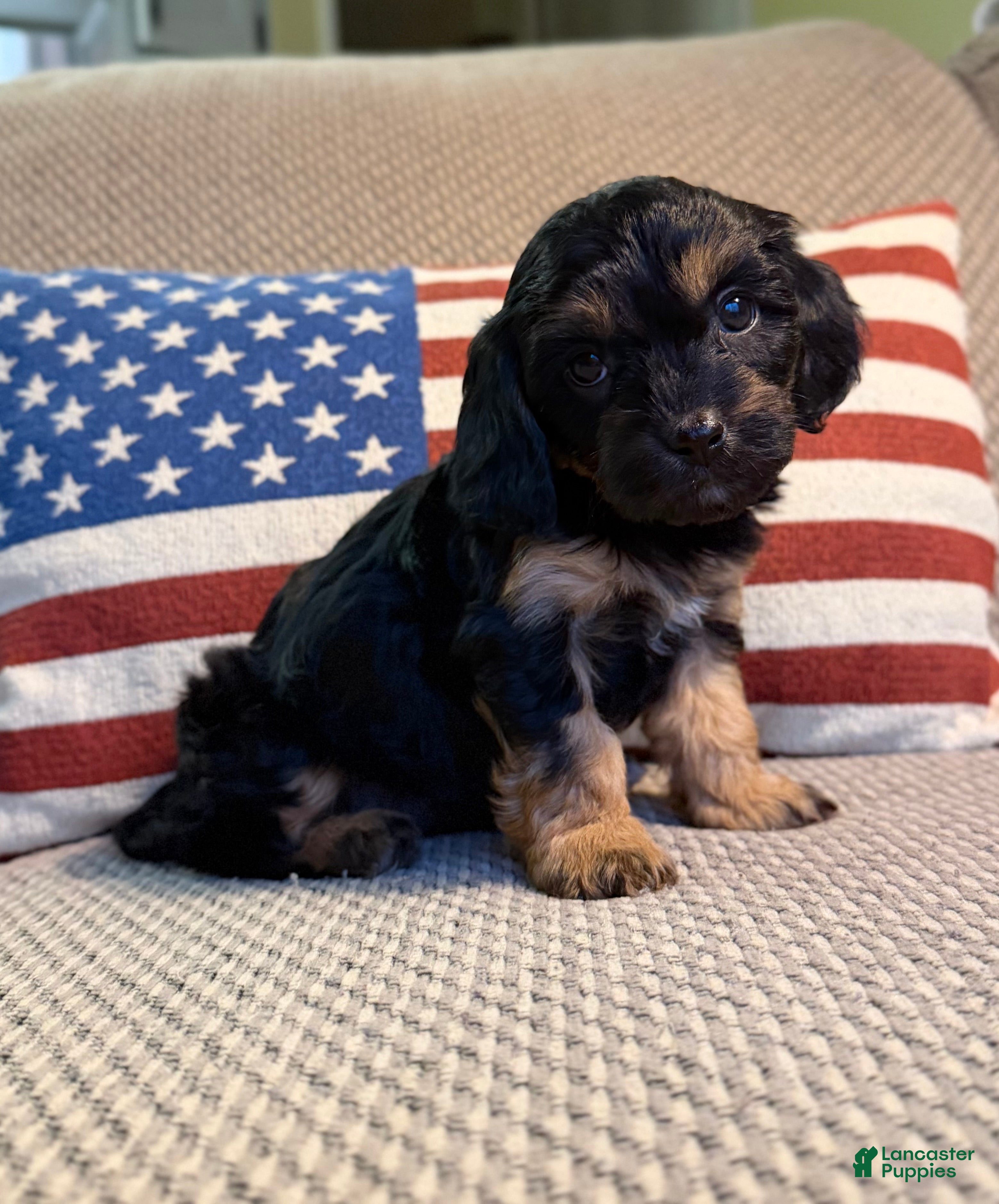 Cavapoo dogs Joy - Ad 21