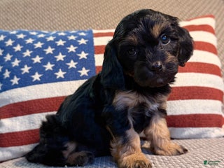 Cavapoo dogs Joy - Ad 21