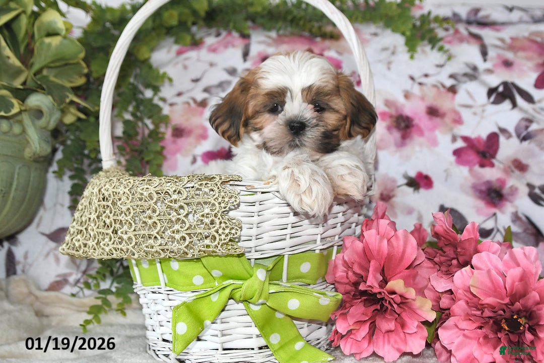 Shih Tzu dogs for sale: Jenna - Ad 4
